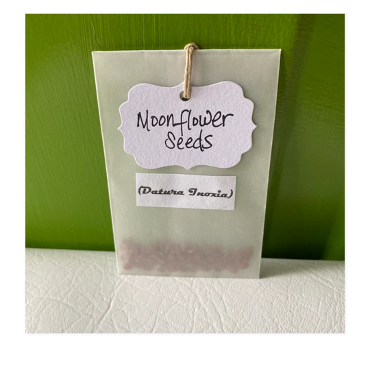 Seeds - 20 Moonflower Datura Inoxia 20+