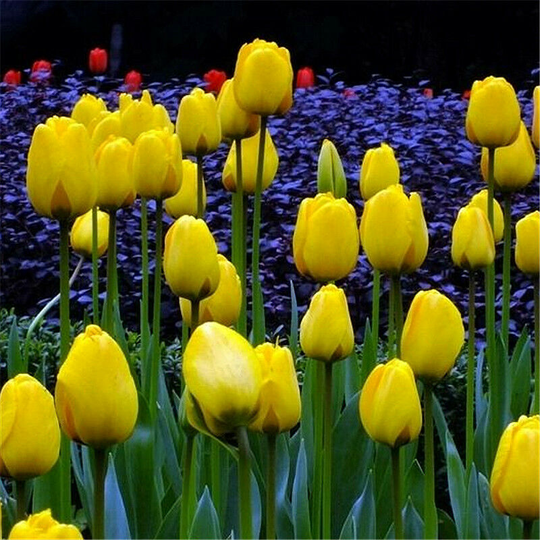 10Pcs Bag Beautiful and Colorful Perfume Tulip Flower Seeds High-Grade Rainbow Flower Bonsai Seeds Home Garden Plant-gold