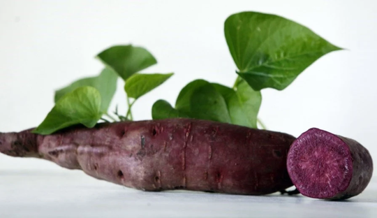 Myanmar Purple Sweet Potato - 4 | Four Asian Starters Starter Plants 4-6 Inches Tall