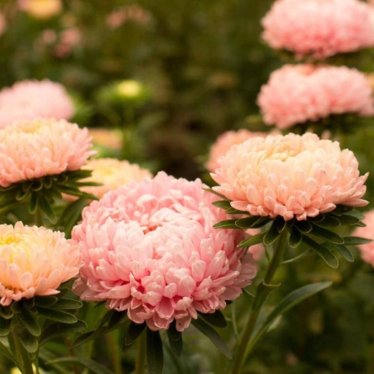 Aster Pion Salmon Tower Seeds Annual Flowering Non Gmo For Planting | 204740