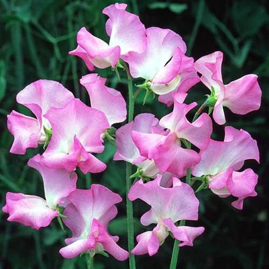 20 Organic Seeds Gwendoline One Of Most Beautiful Sweet Peas Duftwicke Samen Somen Zaad Zaden Semi Sementi Sementes Siemenet Graines Nasiona