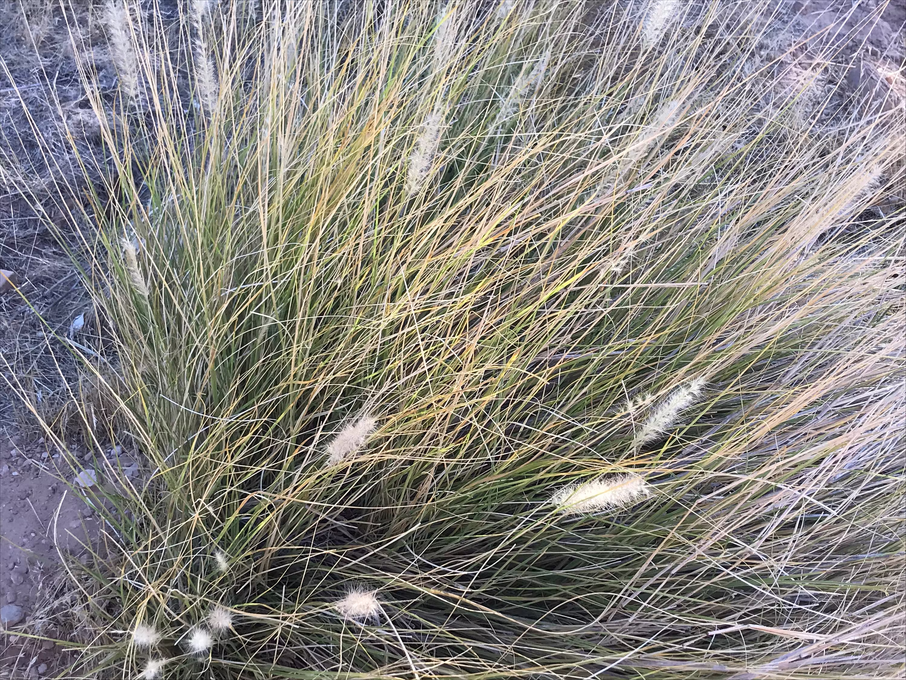 Mesquite Ornamental Fountain Grass | 40 Seeds, Low Maintenance Grass Pennisetum Free Shipping