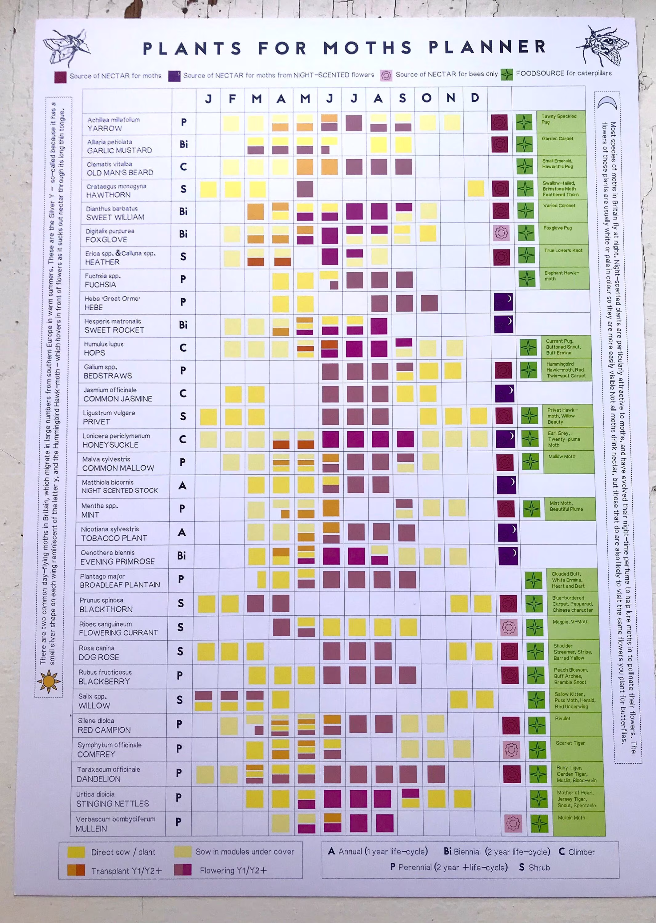 A3 Plants For Moths & Caterpillars Poster // Pollinator Planner Garden Plants Wildlife