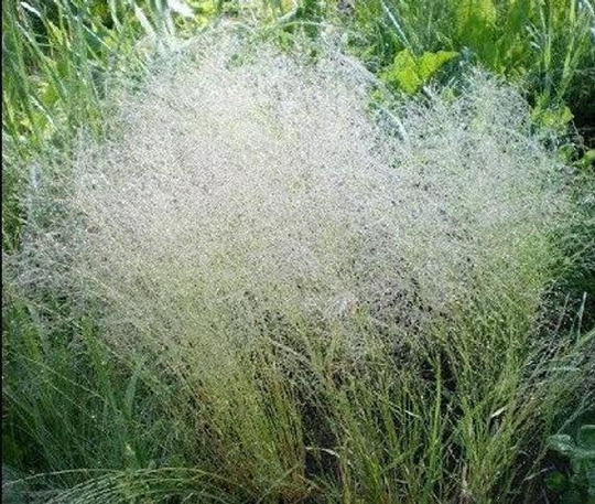 Ornamental Cloud Grass | Agrostis Nebulous Seeds