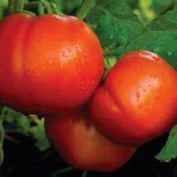 Tomato Seed-Celebrity Hybrid Seed-35 Seed Count