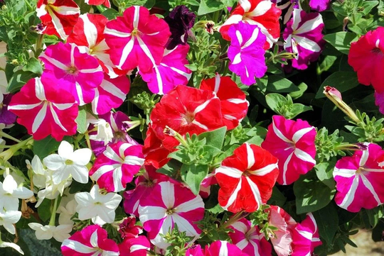 Petunia Compact Stars Mixed Seed X 50 Seeds