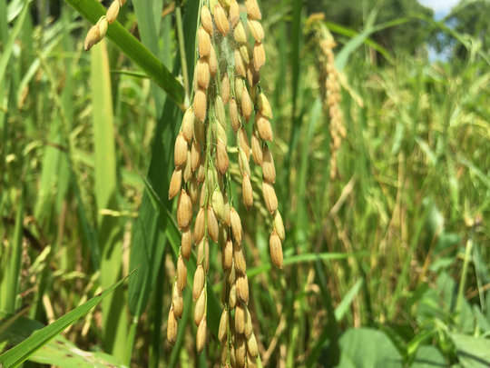 Rice Seeds 100% Natural Homegrown Organically