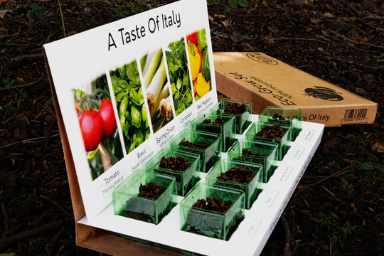Italian Herbs Grow Kit - Your Own in Kitchen
