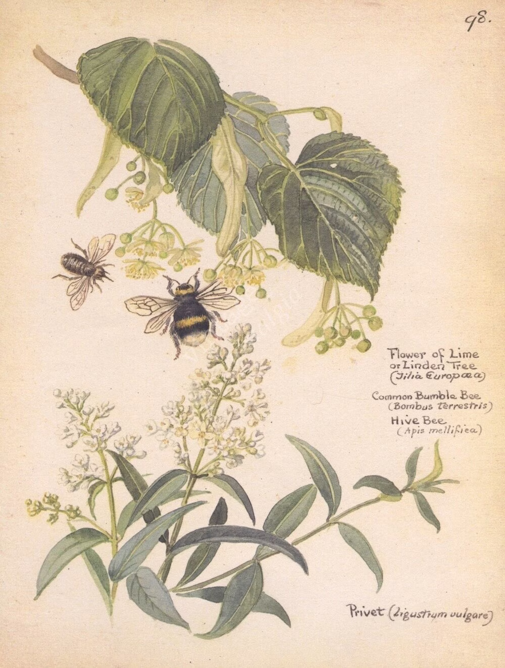Buzzing Bees With Lime Flowers - 1970S Vintage Botanical Watercolor Illustration Kitchen Decor, Ready To Frame