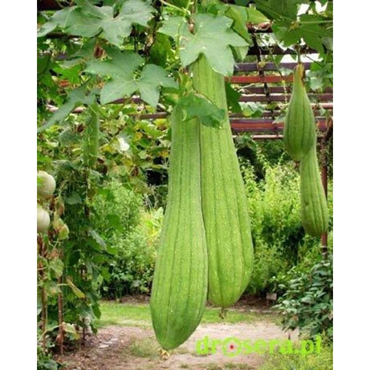 Vietnamese Gourd Seeds Heirloom Non Gmo For Planting | 201636