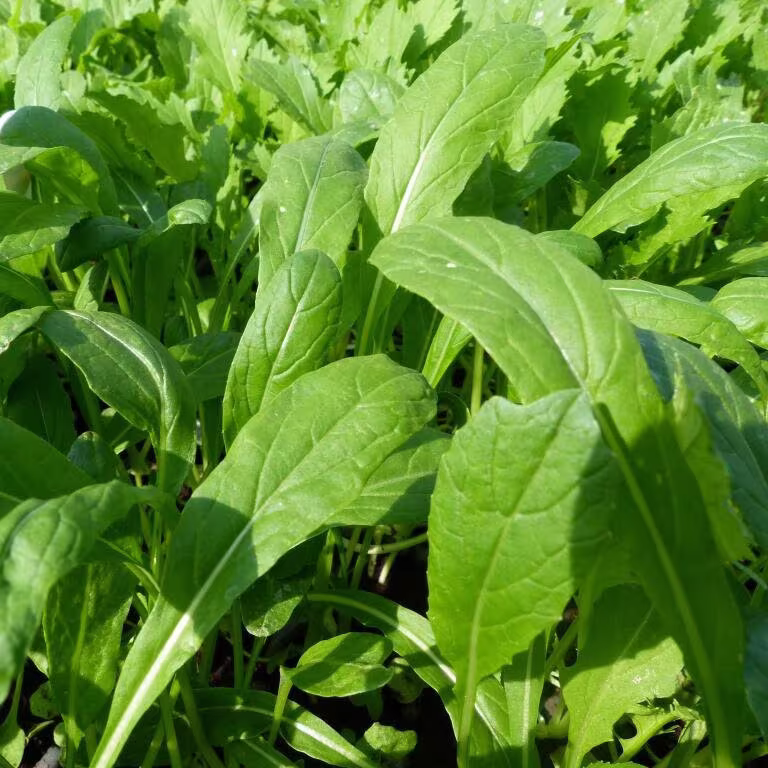 Mibuna Mustard Greens Seeds | みぶな Brassica Rapa Japonica Dento Yasai Japanese Spinach Lettuce Asian Vegetable Seed Usa 2023 Fast Shipping
