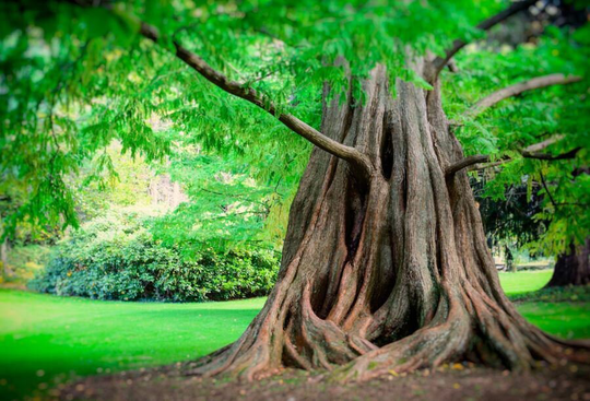 50 X Dawn Redwood Tree Seeds | Metasequoia Glyptostroboides Seeds