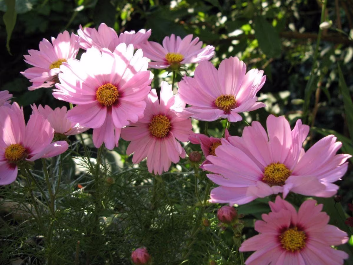 Cosmos, Sensation Gloria Approx. 50 Seeds