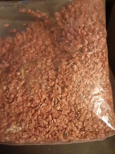 Lawson's Cypress Tree Seeds