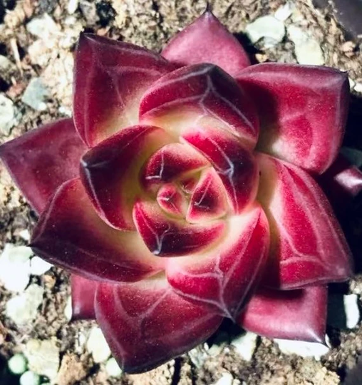 10 Seeds Echeveria Rubin X Colorata Tapalpa Rare Hybrids Succulent Seed Pink Mountain Rose Seeds Flower Succulents Meaty Plants