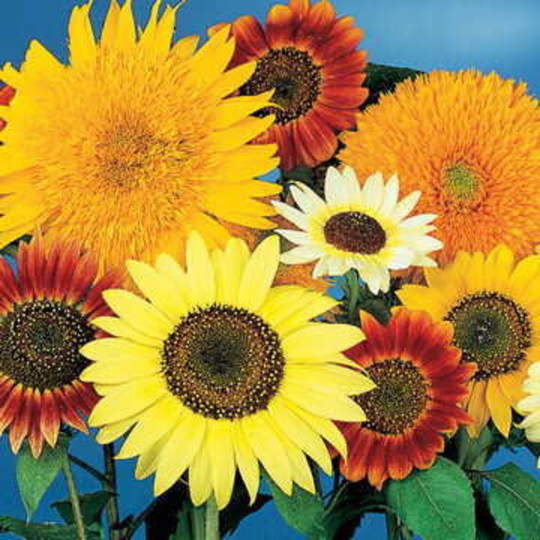 Mixed Sunflower Seeds