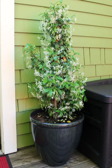 Jasmine Plant Seeds, Divine , Beautiful Fragrance