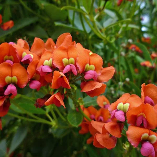 Coral Creeper Wildflower Native Seeds 7+ Perennial | Fascinating Plants To Australia Waterwise Trailing Groundcover Planting
