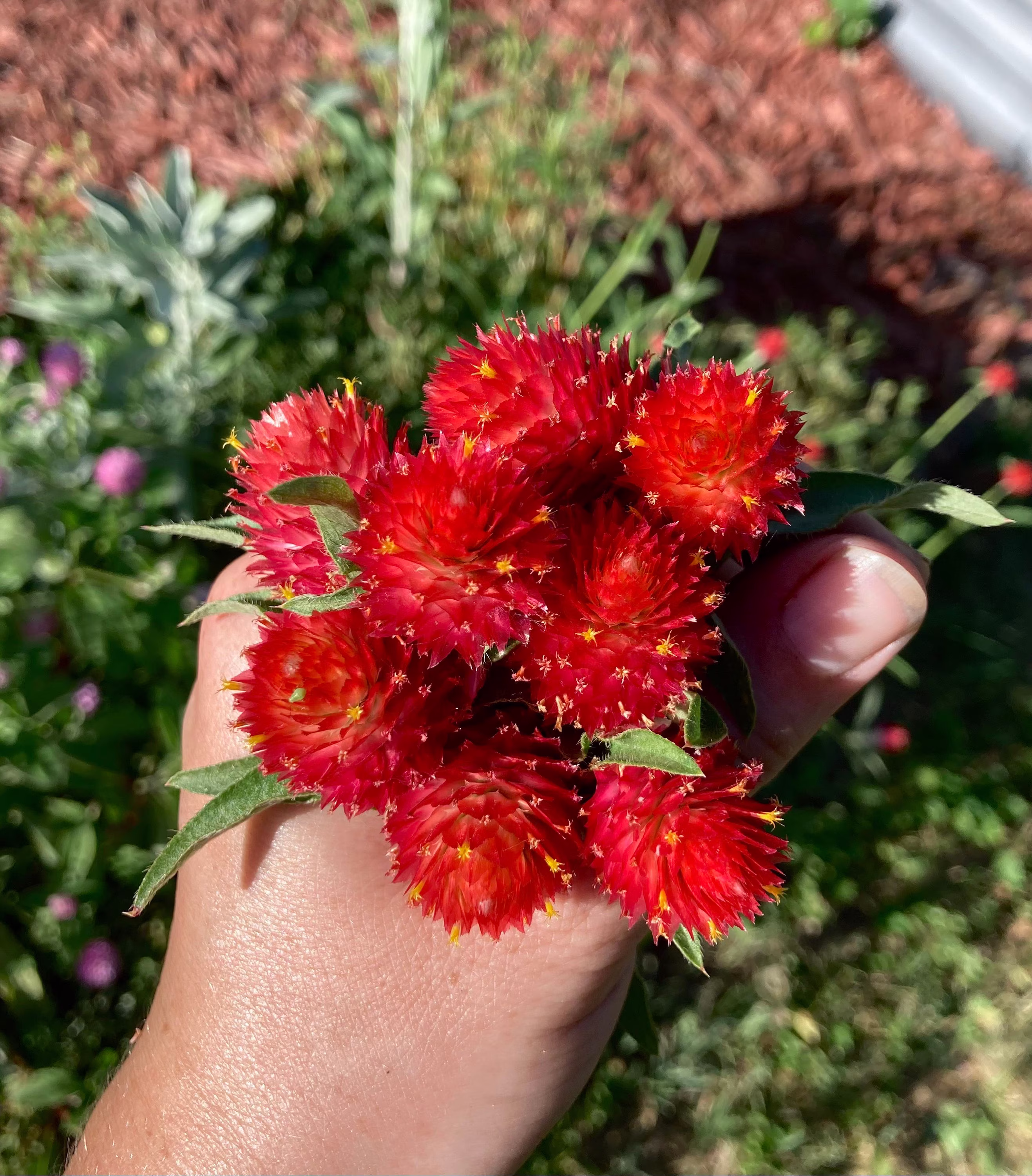 strawberry Fields Red Gomphrena Globe Amaranth Flower Seeds