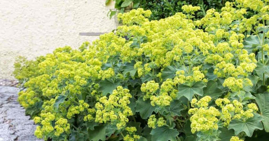 75 Ladys Mantle Irish Silk Seeds