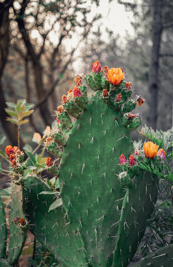Flowering Bunny Cactus Seeds