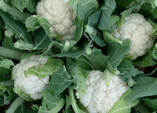 Cabbage Seeds Cauliflower Rober About 100