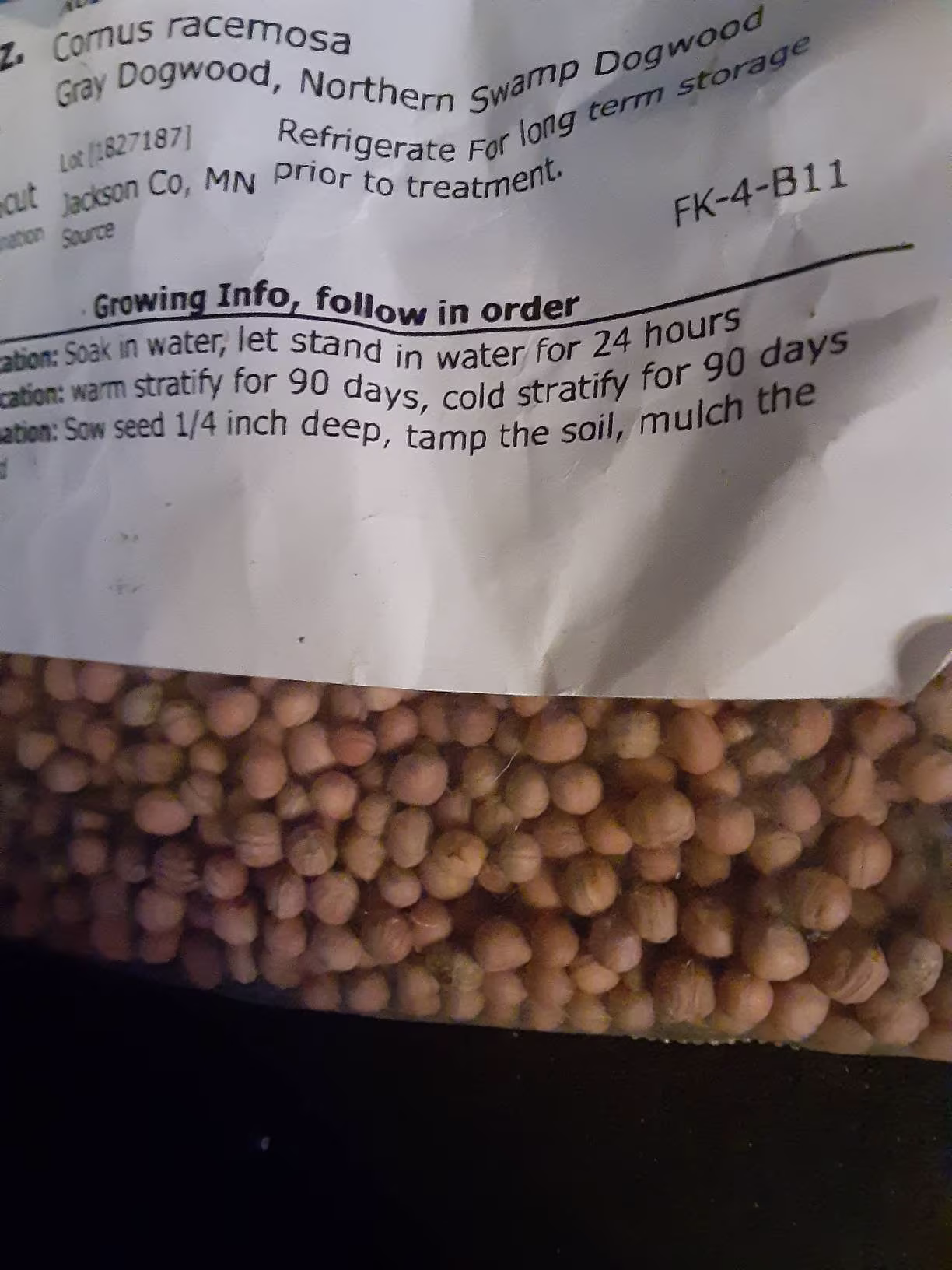 Northern Swamp Dogwood Tree Seeds