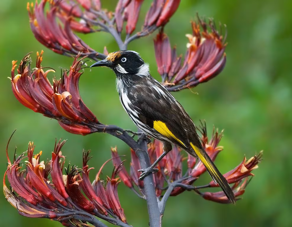 Phormium Tenax Varieties Seed New Zealand Flax Tall Ornamental Grass Like Red Blooms Hardy Great Prairie Style Cottage Gardens Ukfreep