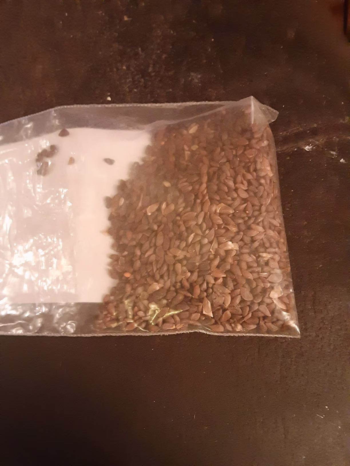 Meyer's Spruce Tree Seeds