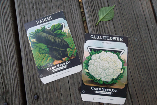 Vintage Seed Packs, Cauliflower & Black Radish, Unused, For Framing Or Journaling, Free Shipping