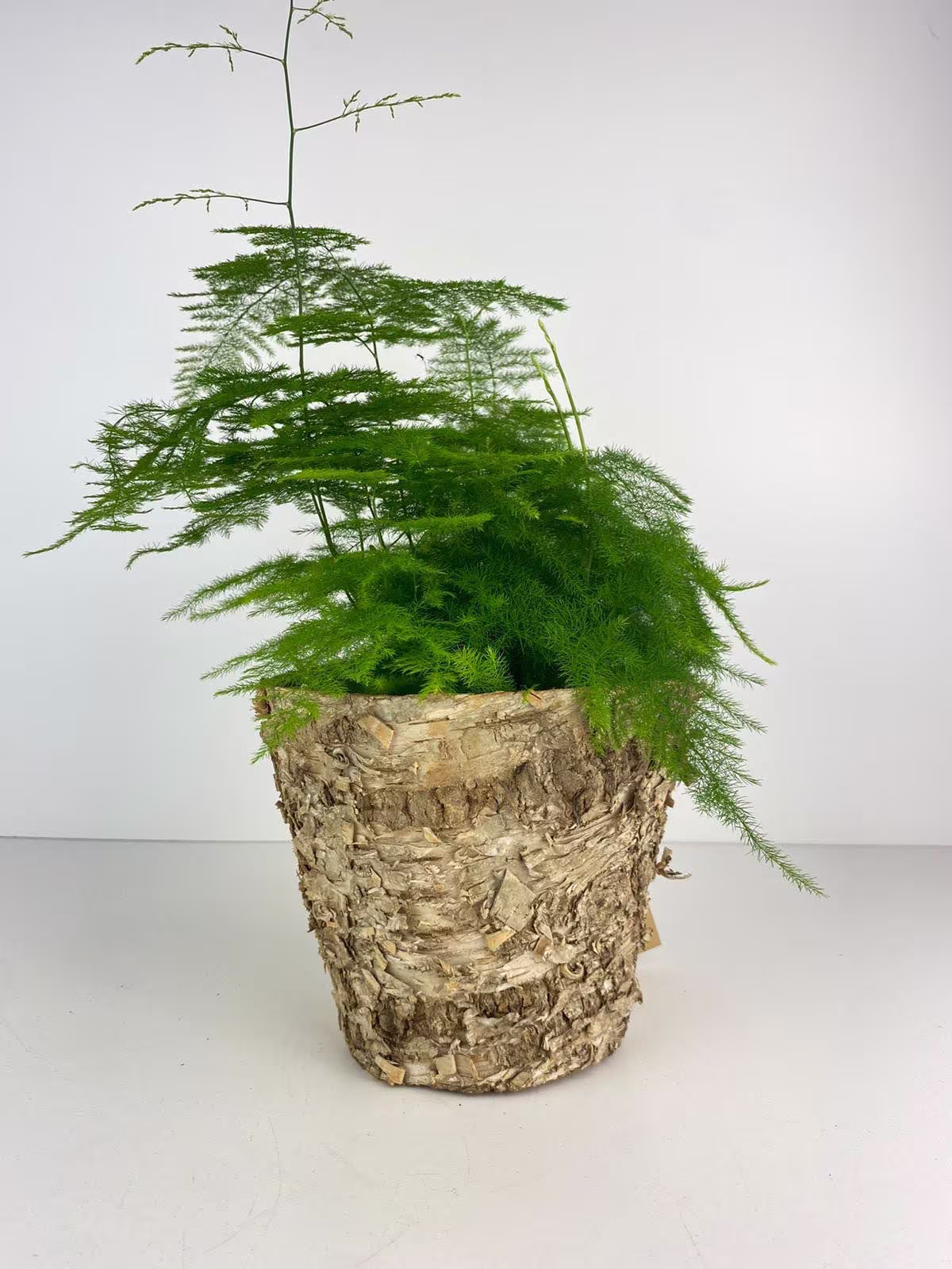 Asparagus Plumosa Fern 12cm Bark Pot