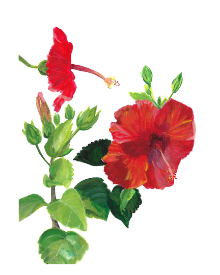 Red Hibiscus Flower Watercolor Print