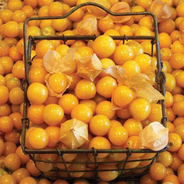 Pineapple Ground Cherry Seeds ~Physalis Grisea~ Rare Native Heirloom Berry ~ Cape Gooseberry Chinese Lantern Groundcherry Pruinosa
