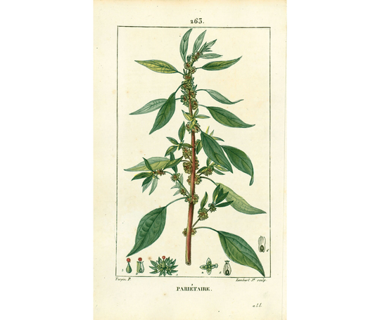 1814Eastern Pellitory-Of-The-Wall Antique Print Medicinal Plant Nature Botanical Botany Wall Art Framing Home Decor