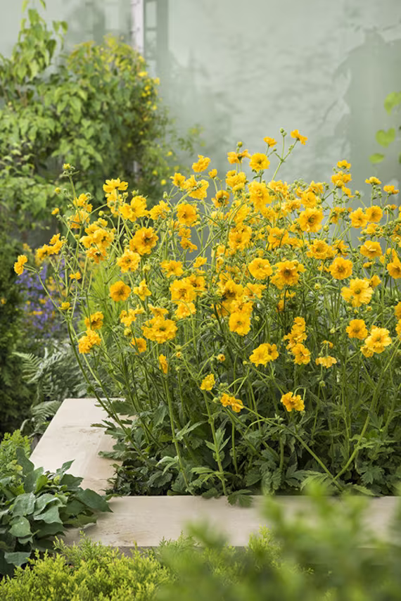 40 Organic Geum Lady Stratheden Seeds Samen Somen Sementes Siemenet Semi Sementi Semillas Graines Zaad Zaden