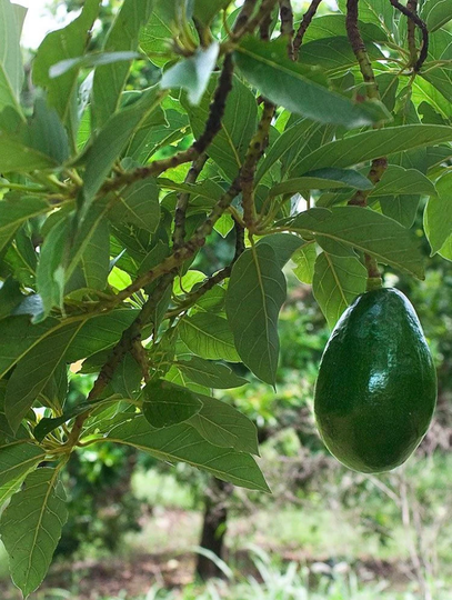 Grafted Avocado | Persea Americana Live Fruit Tree. Tropical Avocado. | 10In To 2 Ft