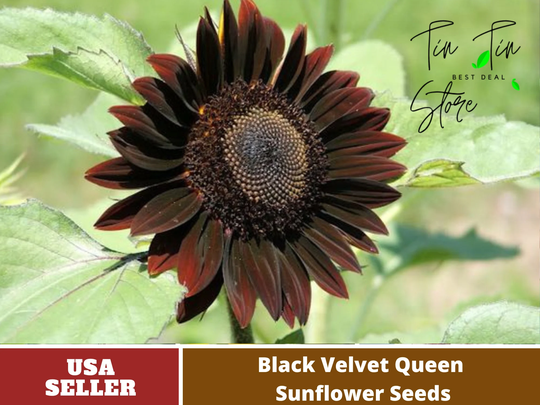 25+ Seeds-25-Velvet-Queen-Black-Sunflower-Seeds -Perennial -Authentic Seeds-Flowers -Organic. Non Gmo -Mix Seeds For Plant-B3G1#e005