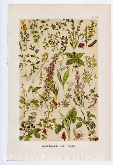 Perennial Plants, Herbs - Original Chromolithograph 1900