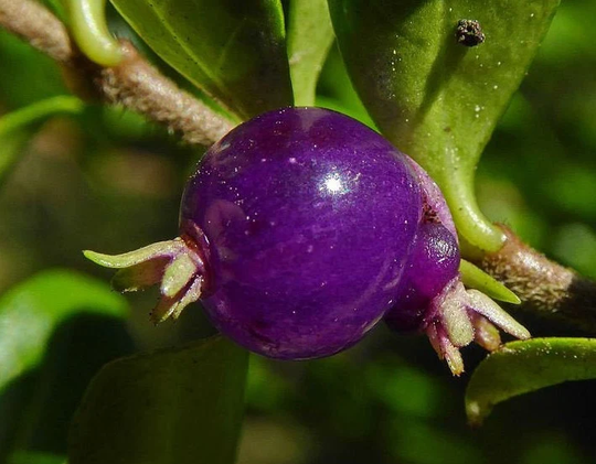 Lonicera Pileata Box Leaved Honeysuckle 10 20 30 60 Seed Fragrant Purple Berry Hardy Shrub Topiary Bonsaies Great Pollinators Birds Ukfreep