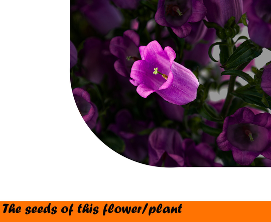 Campanula Medium Mix 0, 2G