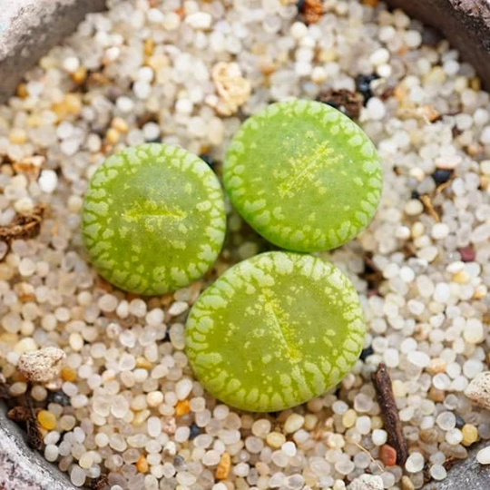 Seeds - Rare Lithops Aucampiae "Jacksons Jade