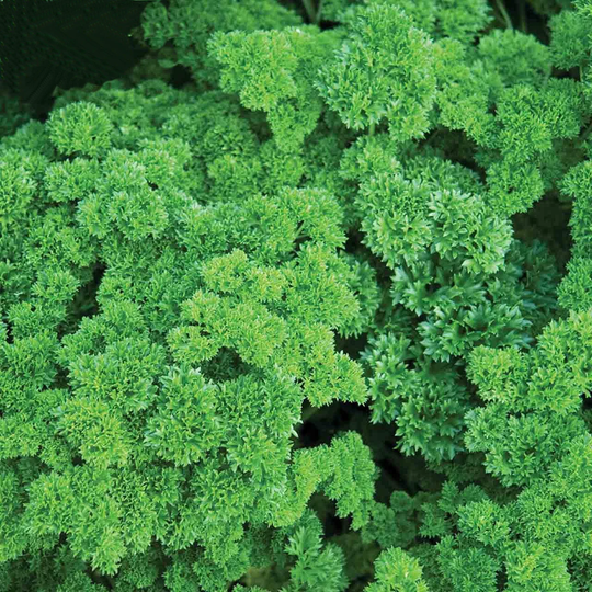 1000 Parsley Seeds - Champion Moss Curled Herb Bulk Pack Fresh Seed Stock