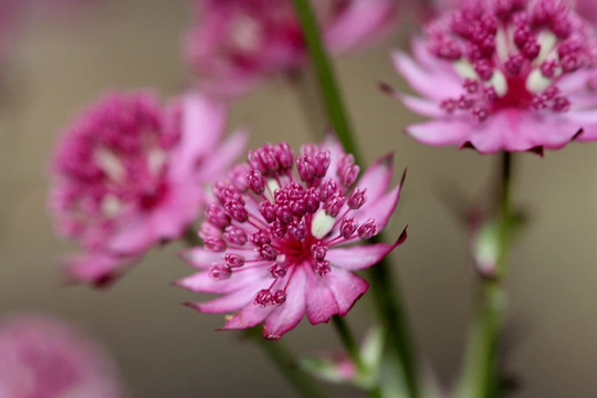 Astrantia Major Hybrid - Primadonna Seed