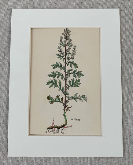 1936 Original Vintage German Medicinal Herbs Plants Lithograph Print, Mounted & Matted in A Choice Of Colours Ready To Frame - 10 X 8