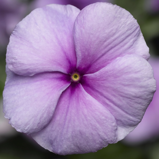 Vinca Seeds Sunstorm Purple 100 Thru 500 Catharanthus Roseus
