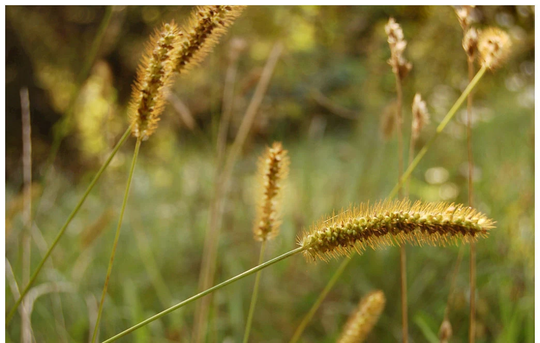 Foxtail/ Green Bristlegrass - 300 Seeds Non Gmo