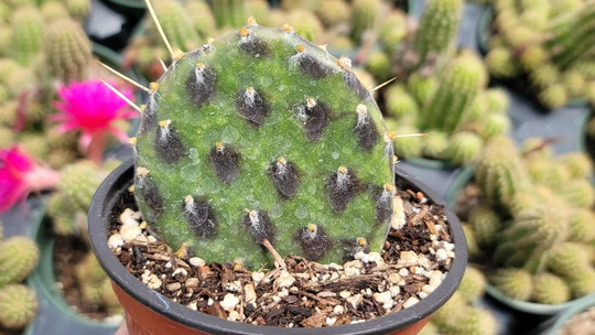 Opuntia 4