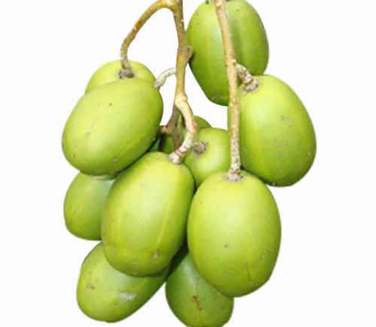 June Plum/Ambarella/Spondias Dulcis Excotic Live Tree 3-4 Feet Tall. No Shipping To California Ca