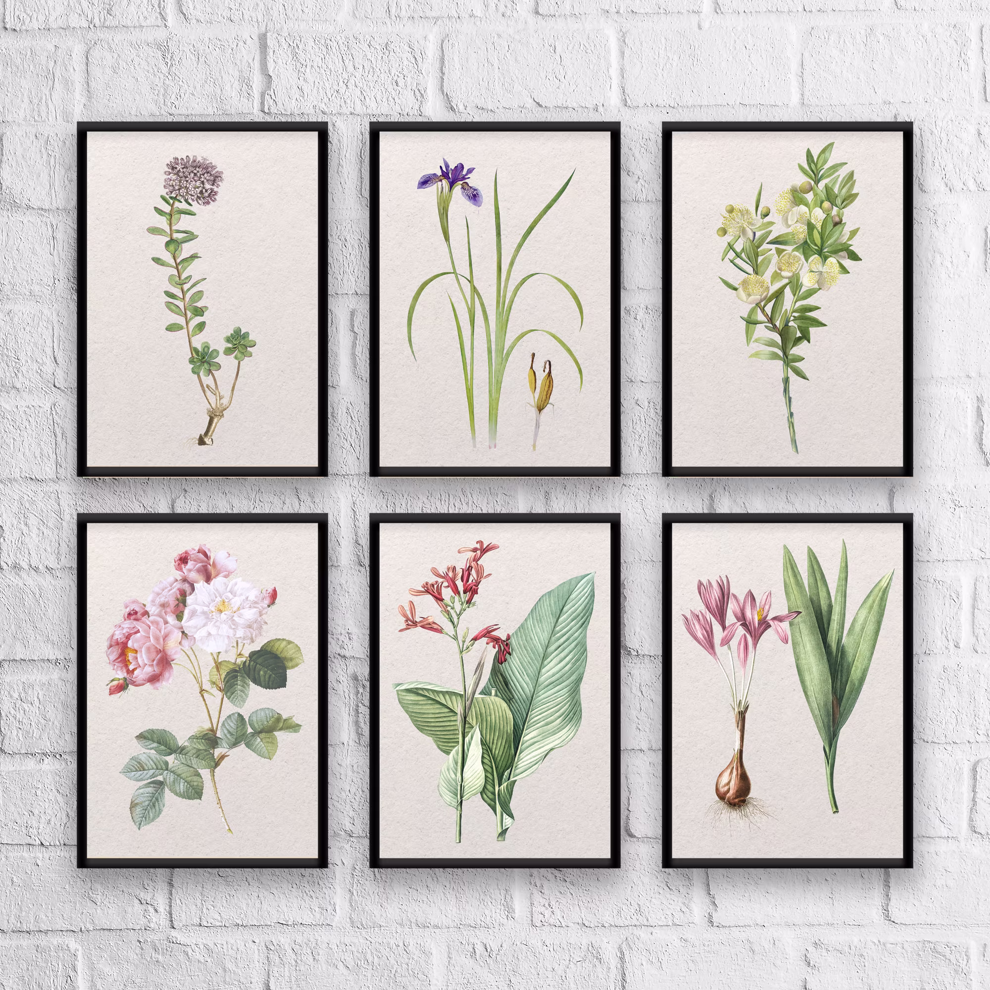 Antique Herbs Print Set No. 8, Herb Prints, Botanical Art, Set, Kitchen Giclee, Art