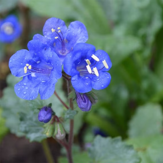 Bluebells, Desert Seeds - Phacelia Campanularia